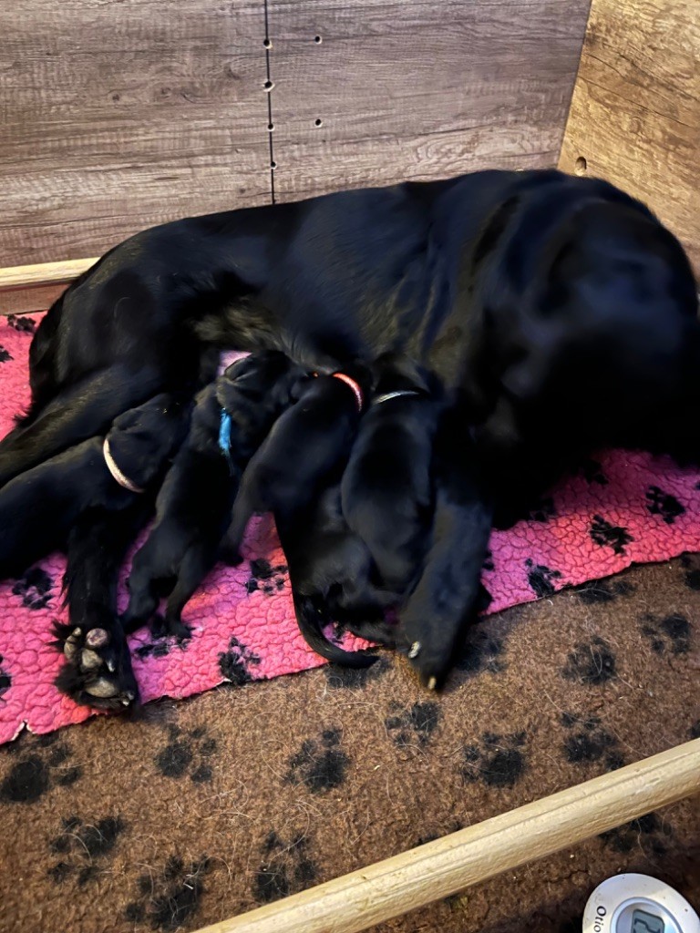 chiot Flat Coated Retriever Des Gardiens De Ferreiros