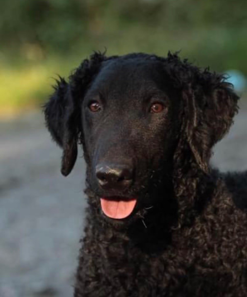 CH. Rossa farfala dit nora Du Moulin Du Paulu