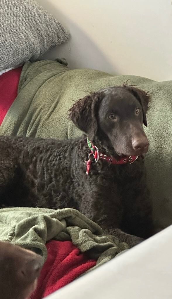 U.farfalla verde dit nina Du Moulin Du Paulu