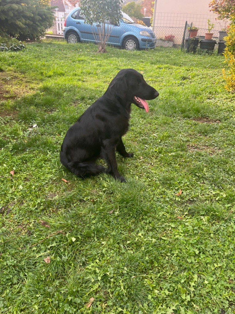 Nos chiots chez leurs familles