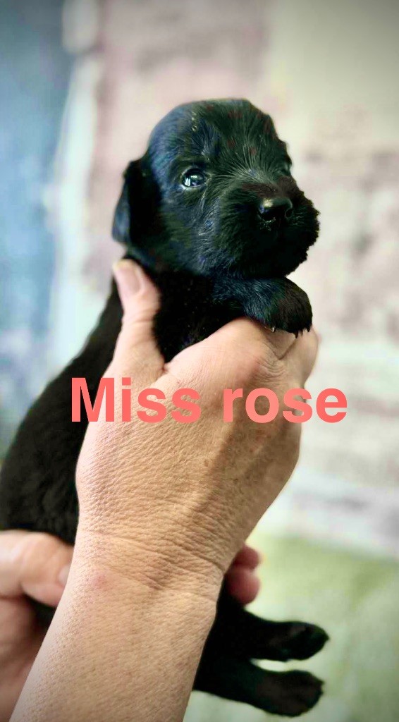 Des Gardiens De Ferreiros - Chiots disponibles - Flat Coated Retriever