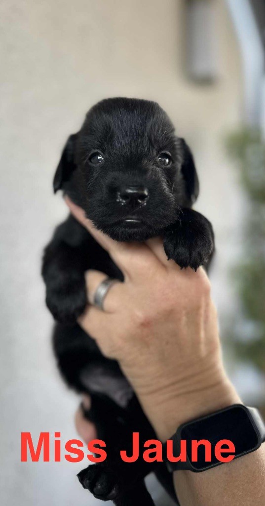 Des Gardiens De Ferreiros - Chiots disponibles - Flat Coated Retriever