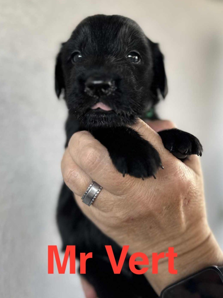 Des Gardiens De Ferreiros - Chiots disponibles - Flat Coated Retriever