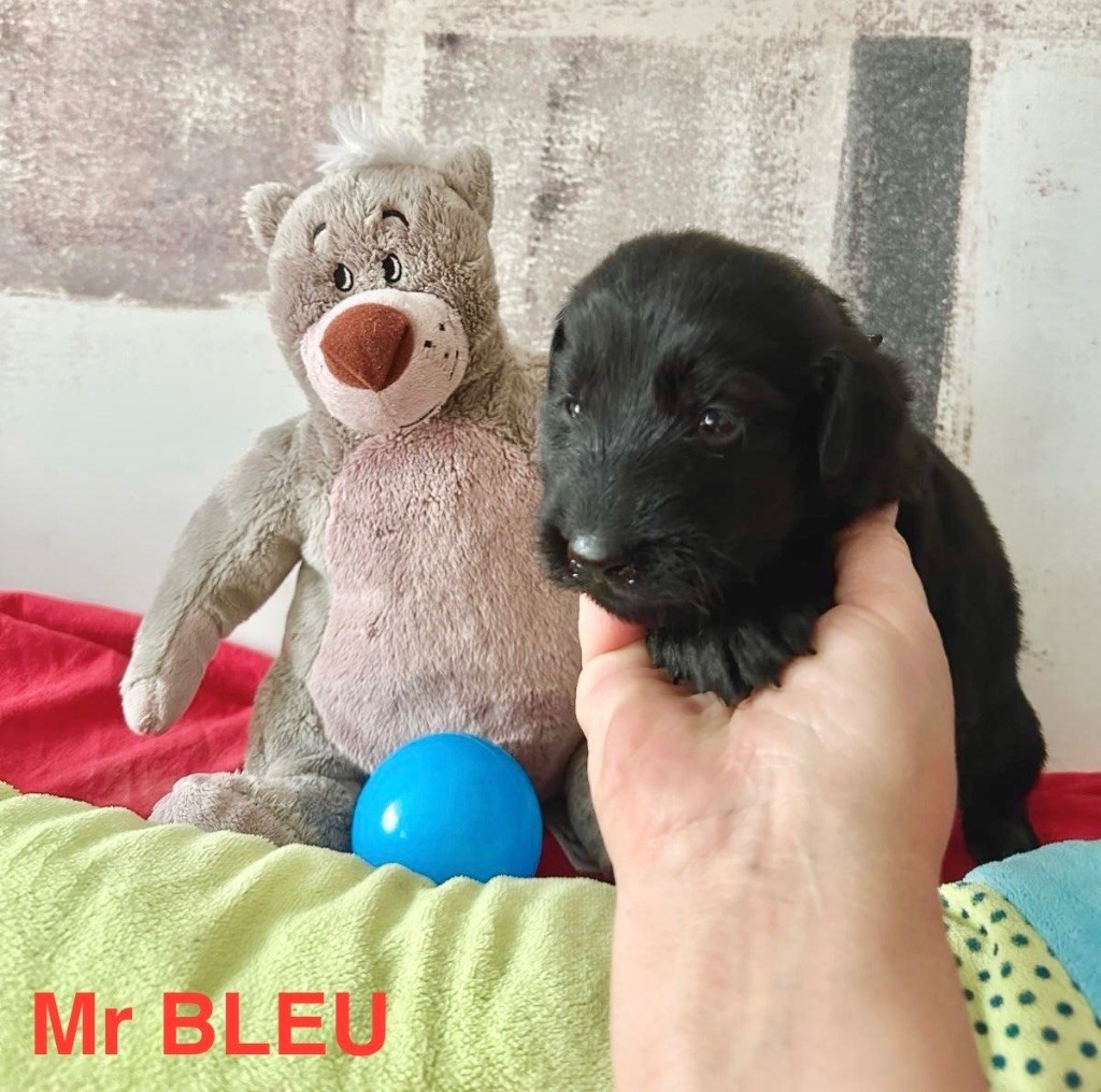 Des Gardiens De Ferreiros - Chiots disponibles - Flat Coated Retriever