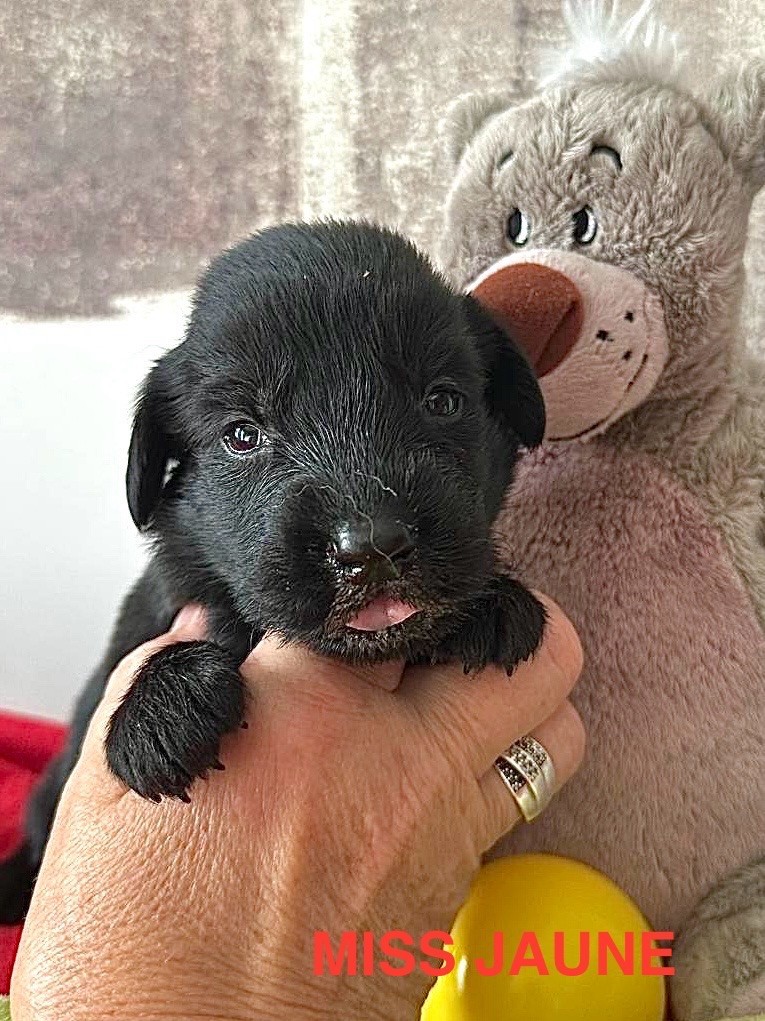 Des Gardiens De Ferreiros - Chiots disponibles - Flat Coated Retriever