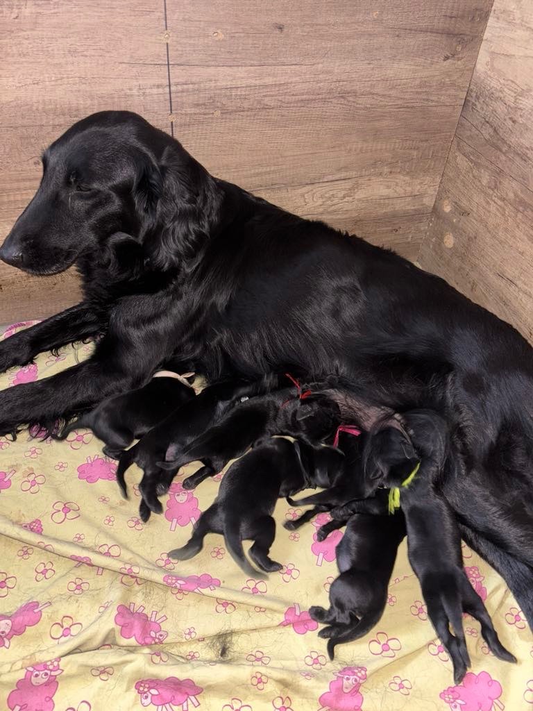 Chiot Flat Coated Retriever Des Gardiens De Ferreiros