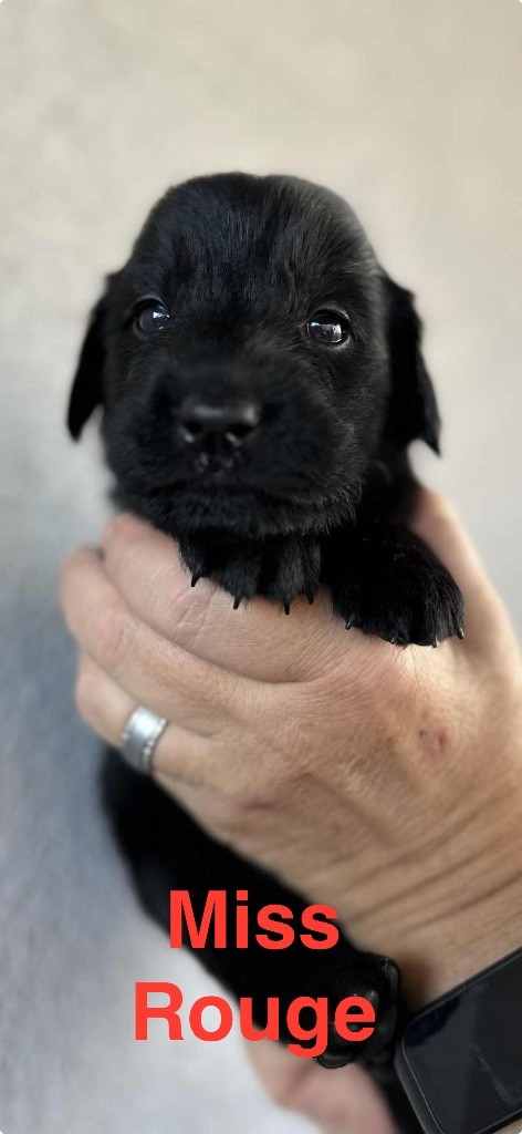 Des Gardiens De Ferreiros - Chiots disponibles - Flat Coated Retriever