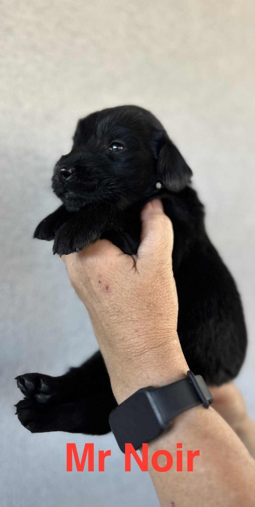 Des Gardiens De Ferreiros - Chiots disponibles - Flat Coated Retriever