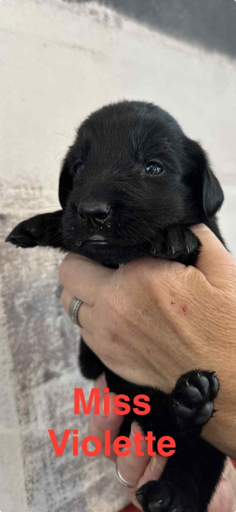 Des Gardiens De Ferreiros - Chiots disponibles - Flat Coated Retriever