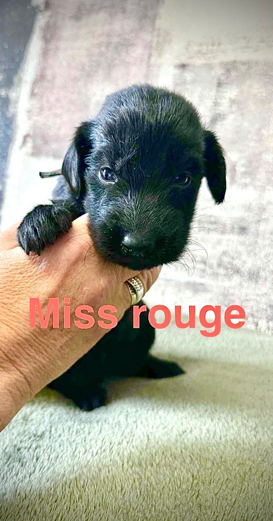 Des Gardiens De Ferreiros - Chiots disponibles - Flat Coated Retriever
