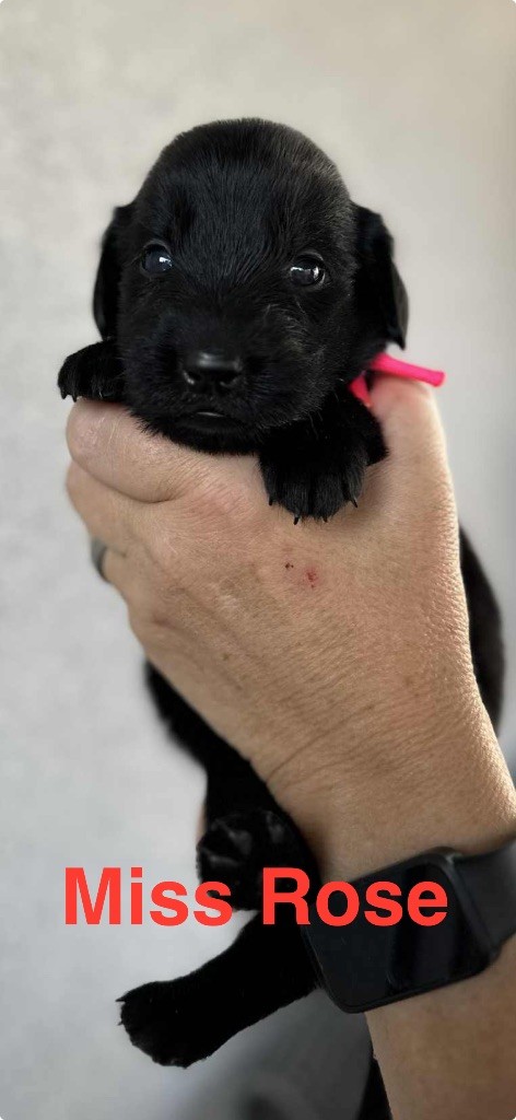Des Gardiens De Ferreiros - Chiots disponibles - Flat Coated Retriever